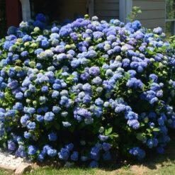 IBLOOM® AZURE SKIES™ HYDRANGEA