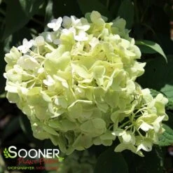 LITTLE HOTTIE® HYDRANGEA 5 LITTLE HOTTIE® HYDRANGEA -Deals Tend Twig Store DETA 5034