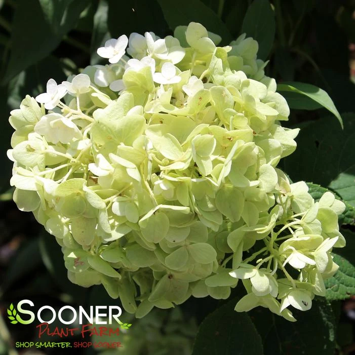 LITTLE HOTTIE® HYDRANGEA 3 LITTLE HOTTIE® HYDRANGEA - Image 3