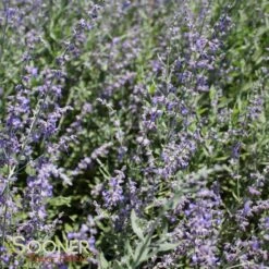 LITTLE SPIRE RUSSIAN SAGE -Deals Tend Twig Store DETA 506