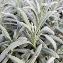 SENSATIONAL® LAVENDER -Deals Tend Twig Store DETA 5074