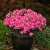 SINGLE LADIES™ LIP GLOSS DIANTHUS