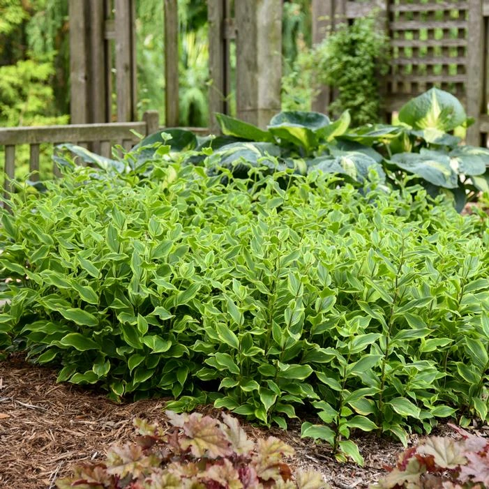 AUTUMN GLOW TOAD LILY 2 AUTUMN GLOW TOAD LILY - Image 2