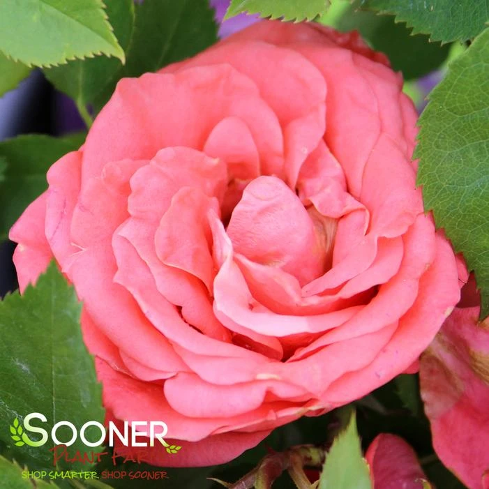 PATRIOT DREAM ROSE 1 PATRIOT DREAM ROSE