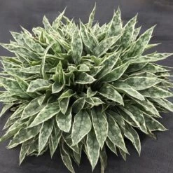 RASPBERRY FROST LUNGWORT 5 RASPBERRY FROST LUNGWORT -Deals Tend Twig Store DETA 5116