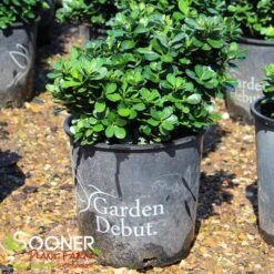 SNOW GLOBE⢠GARDENIA