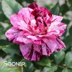 PURPLE TIGER FLORIBUNDA ROSE