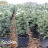COLORADO BLUE SPRUCE