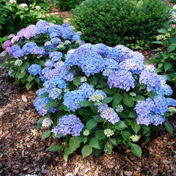 LET'S DANCE LOVABLE® HYDRANGEA 2 LET'S DANCE LOVABLE® HYDRANGEA - Image 2