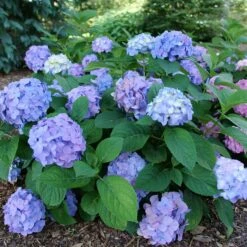 LET'S DANCE SKY VIEW® HYDRANGEA -Deals Tend Twig Store DETA 5279