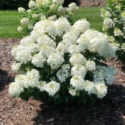 PUFFER FISH® HYDRANGEA 8 PUFFER FISH® HYDRANGEA -Deals Tend Twig Store DETA 5290