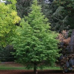 JADE PRINCE® DAWN REDWOOD