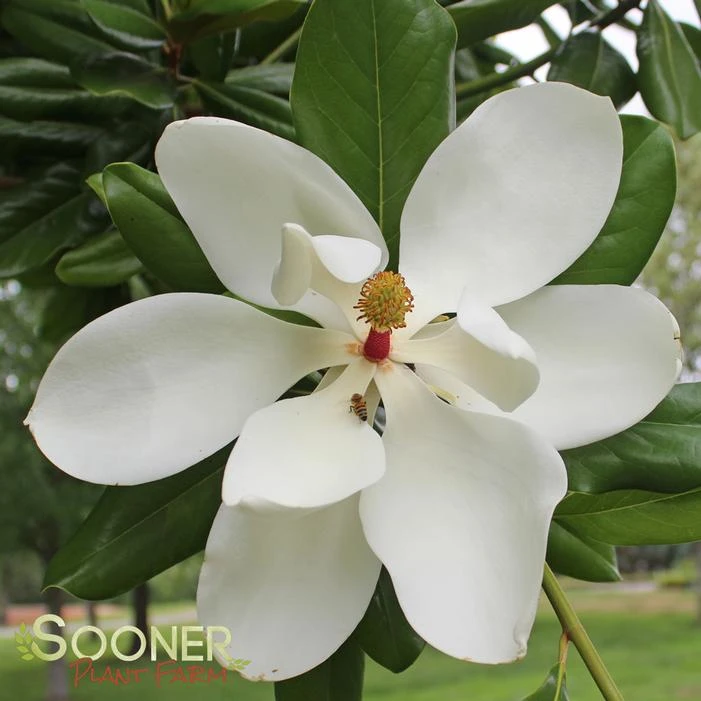 SOUTHERN MAGNOLIA 4 SOUTHERN MAGNOLIA - Image 4