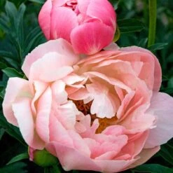 CORAL CHARM GARDEN PEONY -Deals Tend Twig Store DETA 5315