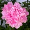 DR. ALEXANDER FLEMING GARDEN PEONY