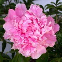 DR. ALEXANDER FLEMING GARDEN PEONY