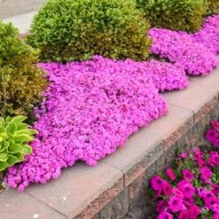DRUMMOND'S PINK CREEPING PHLOX -Deals Tend Twig Store DETA 5319