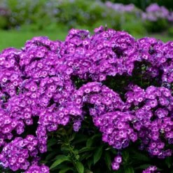 LAURA GARDEN PHLOX