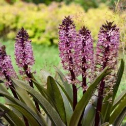 CROWNING GLORY™ PURPLE REIGN PINEAPPLE LILY -Deals Tend Twig Store DETA 5373