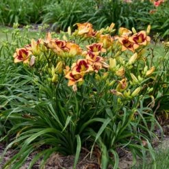 RAINBOW RHYTHM® BLAZING GLORY DAYLILY -Deals Tend Twig Store DETA 5377