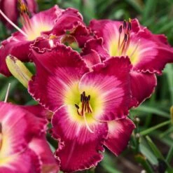 RAINBOW RHYTHM® BLOOD, SWEAT AND TEARS DAYLILY