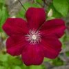 ROUGE CARDINAL CLEMATIS