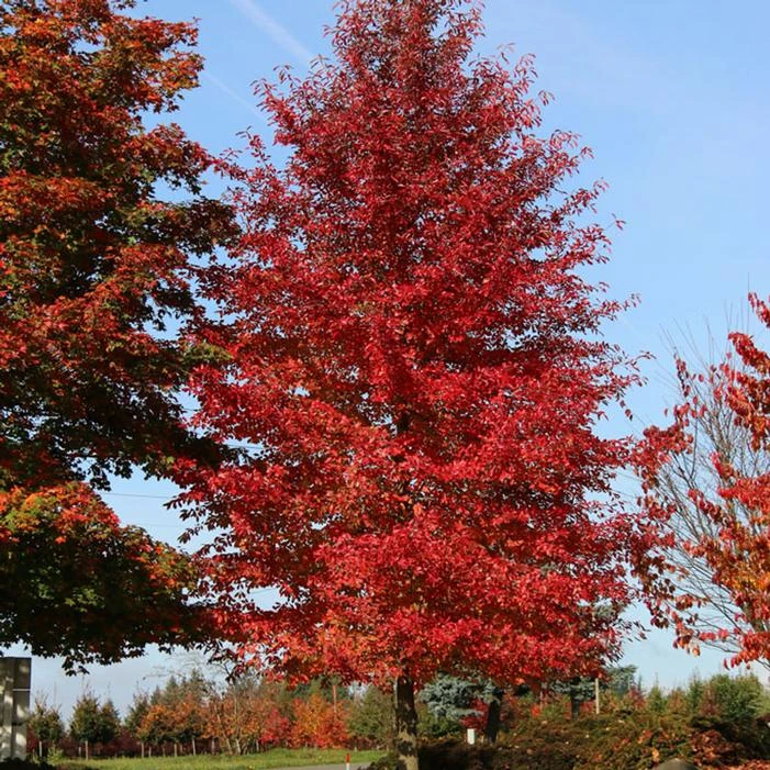 AFTERBURNER® BLACKGUM 1 AFTERBURNER® BLACKGUM