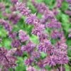 PURPLE RAIN MEADOW SAGE