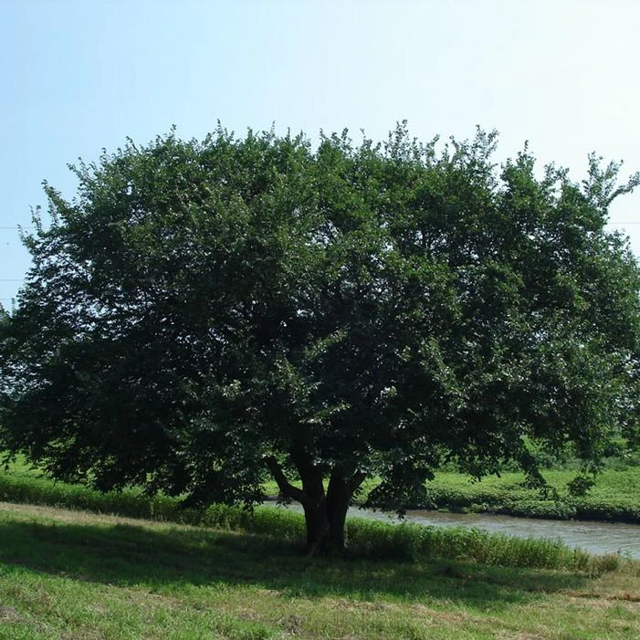 PRAIRIE EXPEDITION® AMERICAN ELM 1 PRAIRIE EXPEDITION® AMERICAN ELM