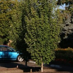 ARMSTRONG GOLD® MAPLE 10 ARMSTRONG GOLD® MAPLE -Deals Tend Twig Store DETA 5466