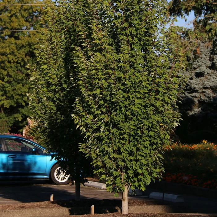 ARMSTRONG GOLD® MAPLE 5 ARMSTRONG GOLD® MAPLE - Image 5