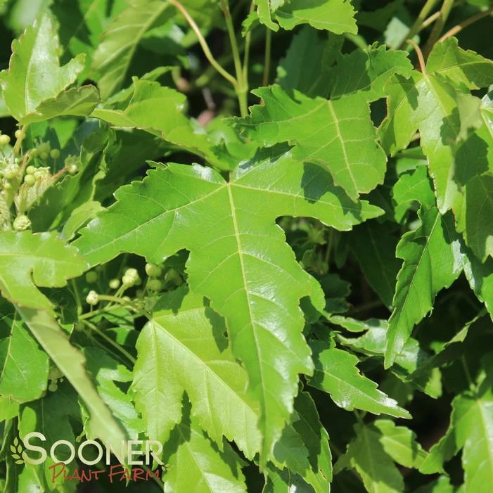 FLAME AMUR MAPLE 1 FLAME AMUR MAPLE