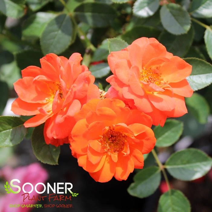 ALL A'TWITTER™ MINIATURE ROSE 1 ALL A'TWITTER™ MINIATURE ROSE