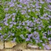 BLUE MISTFLOWER