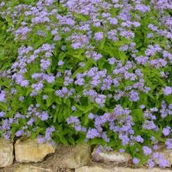 BLUE MISTFLOWER