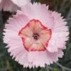 WHETMAN® AMERICAN PIE® GEORGIA PEACH PIE DIANTHUS