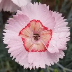 WHETMAN® AMERICAN PIE® GEORGIA PEACH PIE DIANTHUS