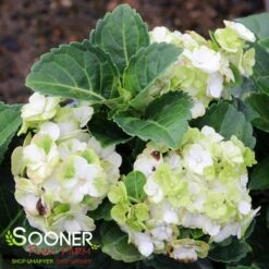 GRIN AND TONIC™ HYDRANGEA 5 GRIN AND TONIC™ HYDRANGEA -Deals Tend Twig Store DETA 5597