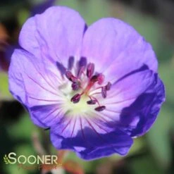 ROZANNE CRANESBILL GERANIUM -Deals Tend Twig Store DETA 561