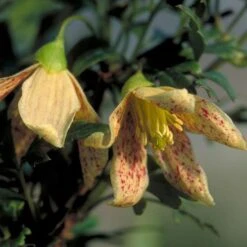 FERN-LEAFED EVERGREEN CLEMATIS