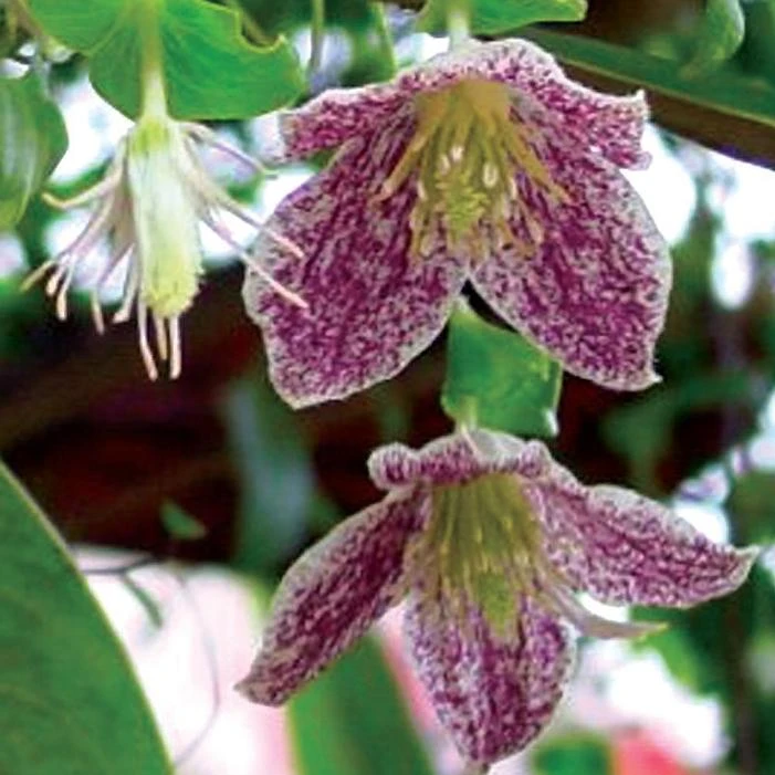 FRECKLES EVERGREEN CLEMATIS 1 FRECKLES EVERGREEN CLEMATIS