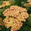 RAINBOW™ TRICOLOR YARROW