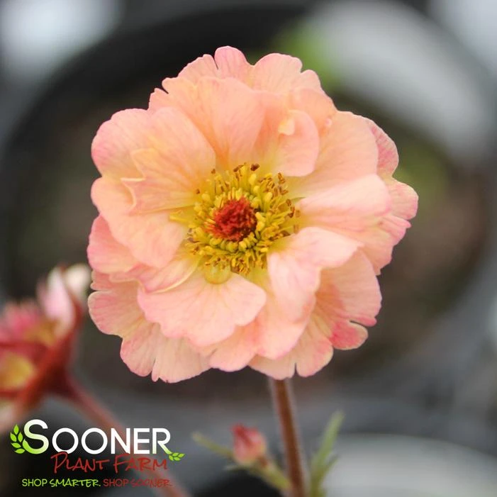 COCKTAIL™ TEQUILA SUNRISE GEUM 1 COCKTAIL™ TEQUILA SUNRISE GEUM