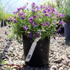 ROCK ON BLUE ROCK CRESS -Deals Tend Twig Store DETA 5675