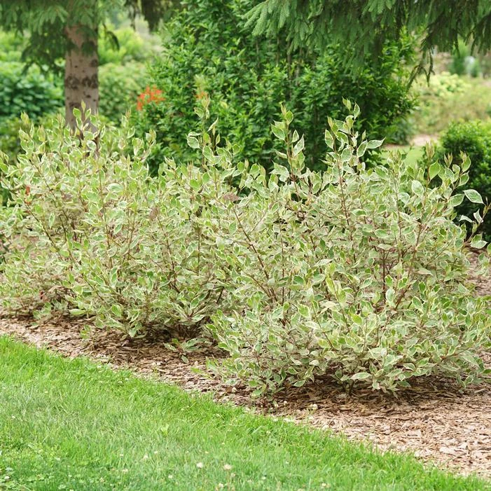 SGT. PEPPER™ DOGWOOD 4 SGT. PEPPER™ DOGWOOD - Image 4