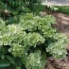 FAIRYTRAIL™ GREEN CASCADE HYDRANGEA