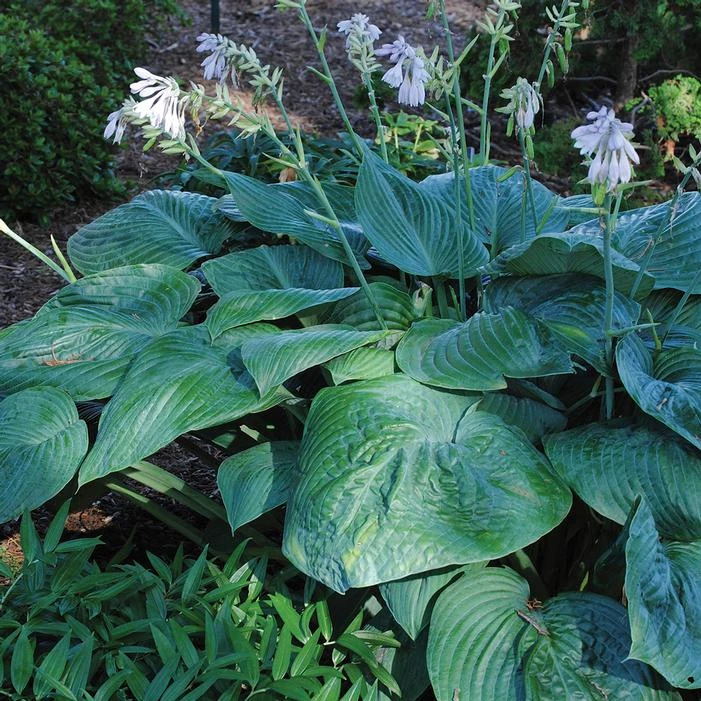 JURASSIC PARK HOSTA 1 JURASSIC PARK HOSTA