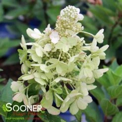 FLARE™ HYDRANGEA -Deals Tend Twig Store DETA 5837
