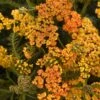 MILLY ROCK™ YELLOW TERRACOTTA YARROW