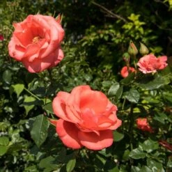 MARMALADE SKIES™ FLORIBUNDA ROSE -Deals Tend Twig Store DETA 5854